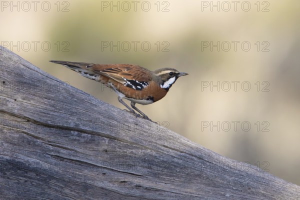 Chestnut-breasted Quail-thrush (Cinclosoma castaneothorax) male, New South Wales, Australia, Oceania