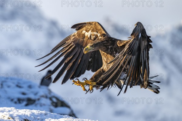 White-tailed eagle (Haliaeetus albicilla), in flight, Lofoten, Norway, Europe