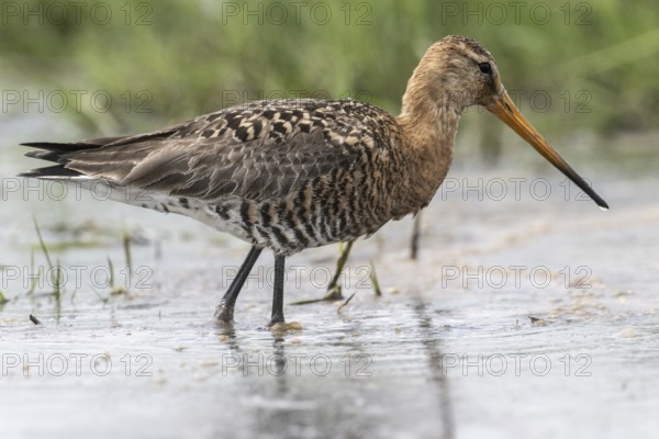 Black-tailed godwit (Limosa limosa), Lower Saxony, Germany, Europe