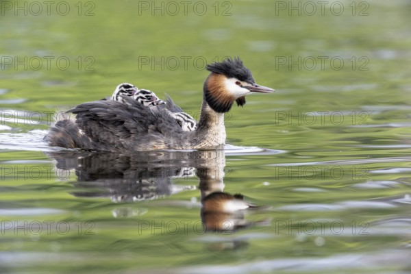 Great Crested Grebe (Podiceps Scalloped ribbonfish) with juveniles, Emsland, Lower Saxony, Germany, Europe