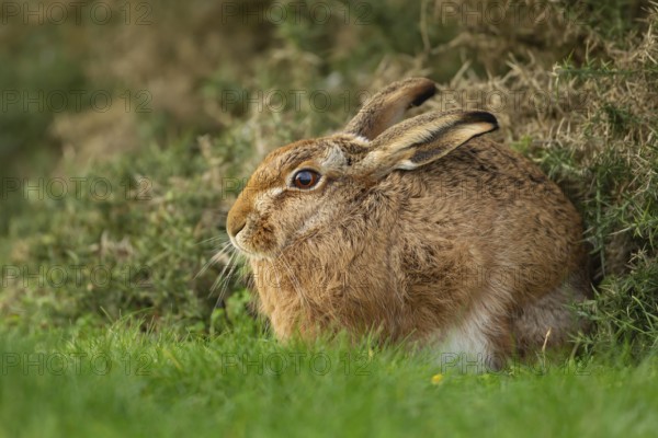 European brown hare (Lepus europaeus) adult animal resting in grassland, England, United Kingdom, Europe