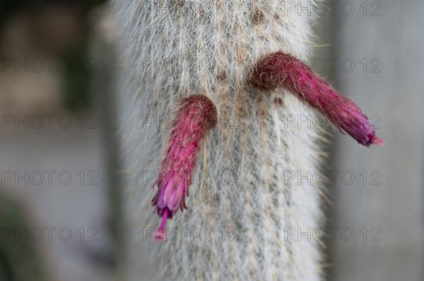 Blossoms of the silver candle cactus (Cleistocactus strausii), Botanical Garden, Erlangen, Middle Franconia, Bavaria, Germany, Europe