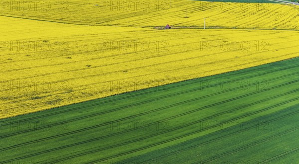 Rape field in bloom with a small house. Landscape near Dornstadt Baden-Württemberg, Germany, Europe