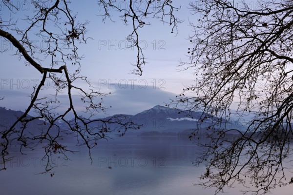 Morning atmosphere at Lake Zug with a tree in the foreground, the Rigi in the background, Cham, Canton Zug