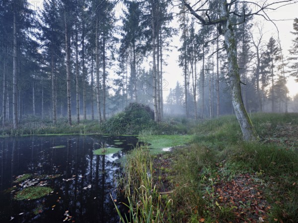 Ballmoos forest reserve, raised bog in the fog, Lieliwald, Lindenberg, Horben, Canton Lucerne, Switzerland, Europe