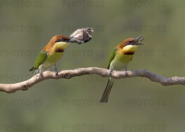 Chestnut-headed Bee-eater (Merops leschenaulti) perched on a branch, Penang, Malaysia, Asia
