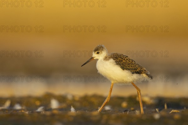 Black-winged Stilt (Himantopus himantopus) juvenile foraging, North Rhine-Westphalia, Germany, Europe