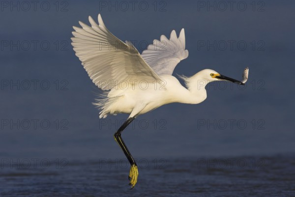 Snowy Egret (Egretta thula) flying, Florida, USA, North America