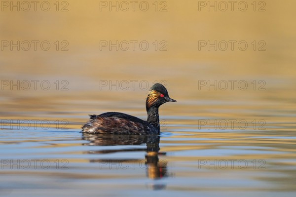 Black-necked Grebe (Podiceps nigricollis), Baden-Wuerttemberg, Germany, Europe
