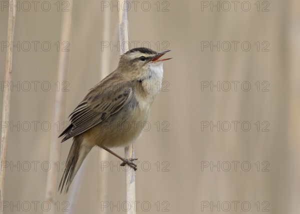 Sedge Warbler (Acrocephalus schoenobaenus) singing in reedbed, Wales, United Kingdom, Europe