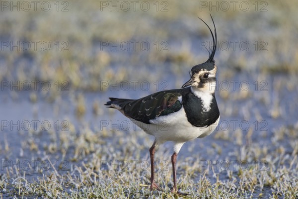 Northern Lapwing (Vanellus vanellus) male, Netherlands