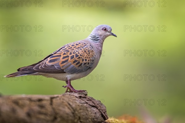 European Turtle Dove (Streptopelia turtur), Hungary, Europe