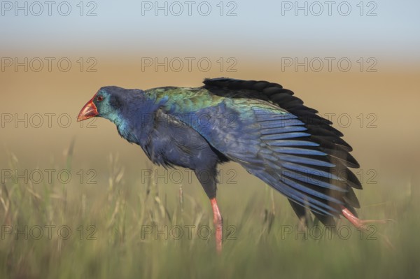 African Swamphen (Porphyrio madagascariensis) stretching leg and wings, Gauteng, South Africa, Africa