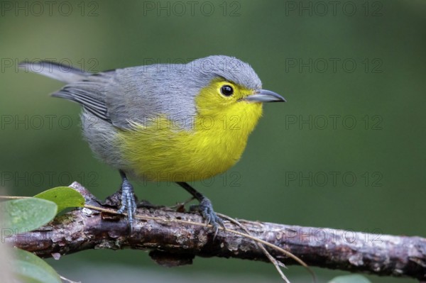 Oriente Warbler (Teretistris fornsi) perched on a branch in Cuba