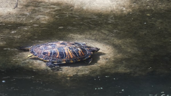 Yellow-cheeked tortoise (Trachemys scripta scripta), resting on a rock by the water, peaceful atmosphere, Rodini Park, Municipal Park, Rhodes Town, Rhodes, Dodecanese, Greek Islands, Greece, Europe