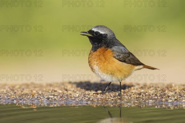 Common Redstart (Phoenicurus phoenicurus) male, Eilat, Israel, Asia
