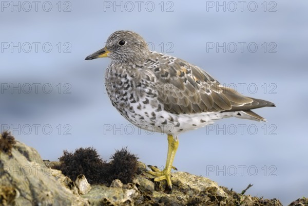 Surfbird (Calidris virgata), British Columbia, Canada, North America