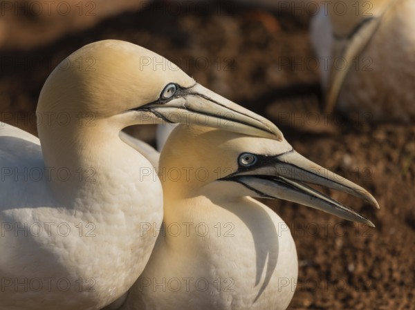 Northern Gannet (Morus bassanus) pair displaying, Schleswig-Holstein, Germany, Europe