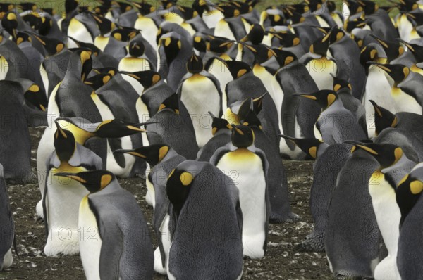 King Penguin (Aptenodytes patagonicus), Falkland Islands, South America