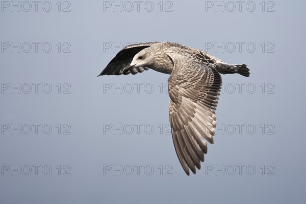 European Herring Gull (Larus argentatus) juvenile flying, Baltic Sea, Germany, Europe