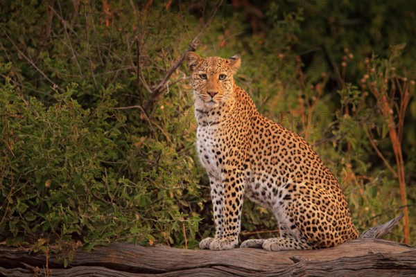 African Leopard, Panthera pardus shortidgei, Hwange National Park, Zimbabwe. Wild cat Hidden portrait in the nice forest tree trunk. Big wild cat in the nature habitat. Evening light with cat