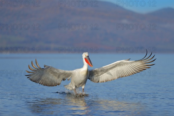 Bird landing to the blue lake water. Bird fly. Dalmatian pelican, Pelecanus crispus, landing in Lake Kerkini, Greece. Pelican with open wings. Wildlife scene from European nature
