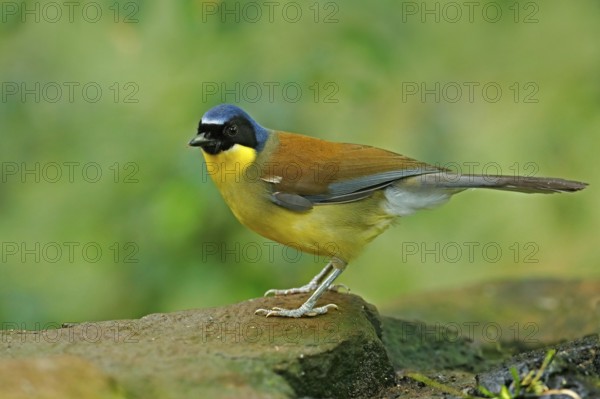 Blue-crowned laughingthrush or Courtois's laughingbird, Garrulax Dryonastes courtoisi. Blue, yelow and black songbird. Bird sitting on rock with green background, China. Rare bird in nature habitat