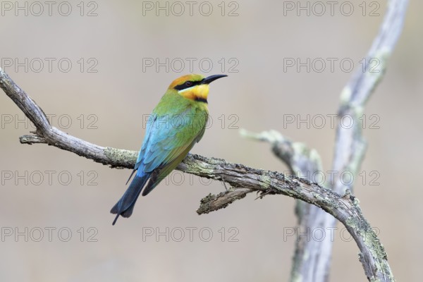 Rainbow Bee-eater (Merops ornatus) female perched on a branch, Victoria, Australia, Oceania