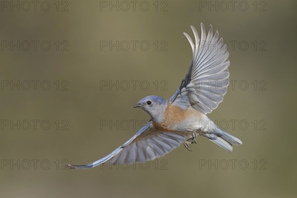 Western Bluebird (Sialia mexicana) male flying, California, USA, North America