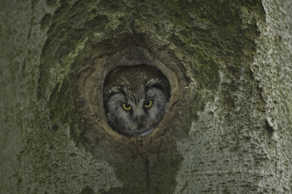 Boreal Owl (Aegolius funereus), Saxony, Germany, Europe