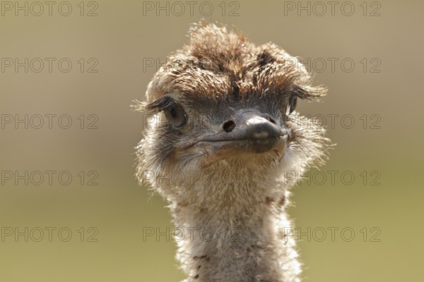 Common Ostrich (Struthio camelus) juvenile, Rhineland-Palatinate, Germany, Europe