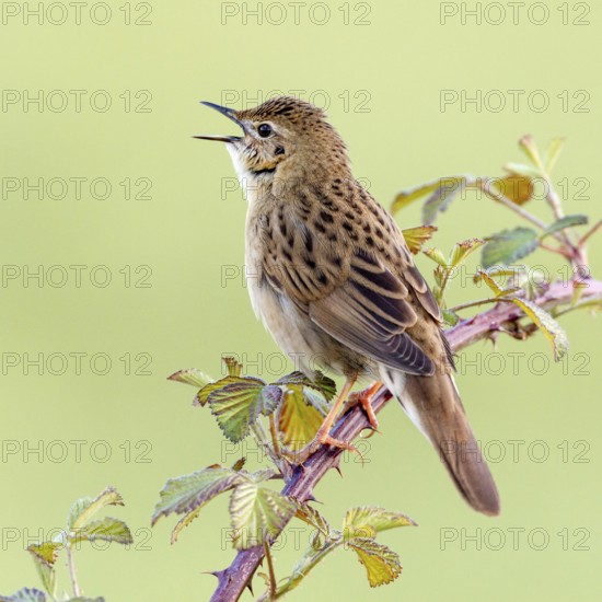 Common Grasshopper Warbler (Locustella naevia) singing, Asturias, Spain, Europe