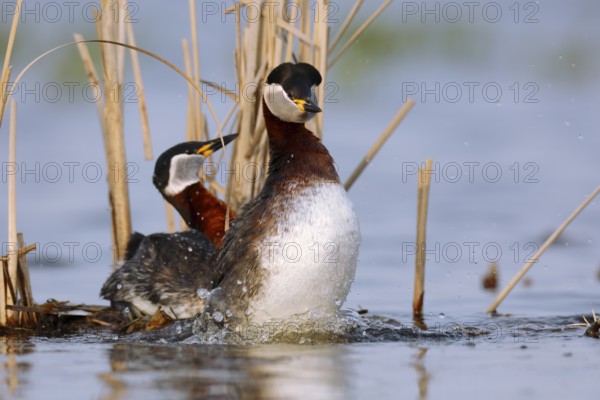 Red-necked Grebe (Podiceps grisegena) pair displaying, Mecklenburg-Western Pomerania, Germany, Europe