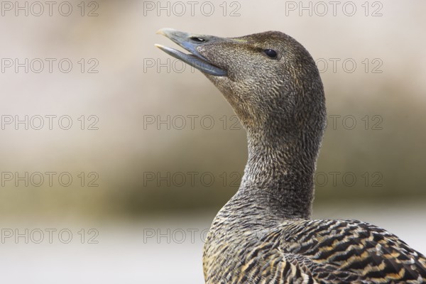 Common Eider (Somateria mollissima) female, British Columbia, Canada, North America