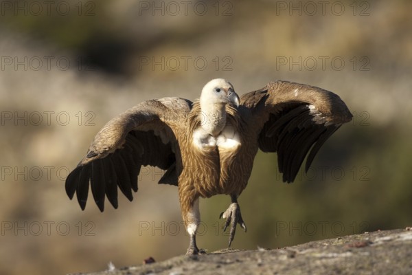 Griffon Vulture (Gyps fulvus) juvenile, Madrid, Spain, Europe