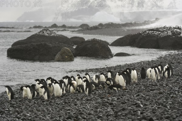 Adelie Penguin (Pygoscelis adeliae), Antarctica