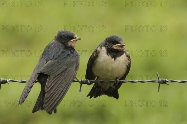Barn Swallow (Hirundo rustica) juvenile, Lower Saxony, Germany, Europe