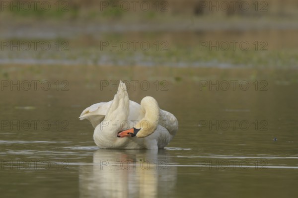 Mute swan (Cygnus olor), plumage care, water, Lower Austria)