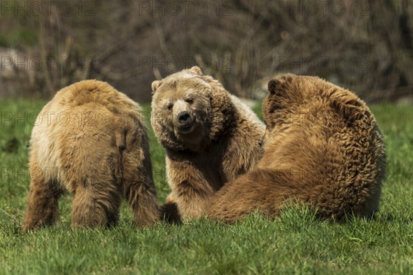 Three bears in a meadow in close proximity to each other, brown bear (Ursus (arctos), Germany, Europe