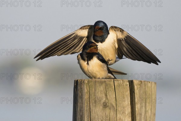 Two barn swallows (Hirundo rustica) mating on a post, male with outstretched wings, Hesse, Germany, Europe