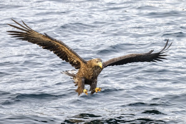 White-tailed eagle (Haliaeetus albicilla), in flight, Lofoten, Norway, Europe