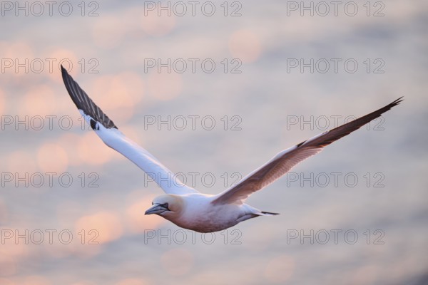 Northern gannet (Morus bassanus) flying over the sea at sunset, wildlife, Helgoland, Germany, Europe