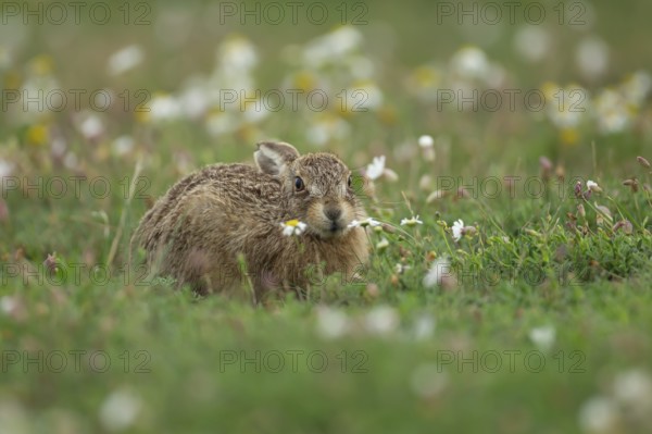 European brown hare (Lepus europaeus) juvenile leveret animal resting amongst flowers in summer, England, United Kingdom, Europe