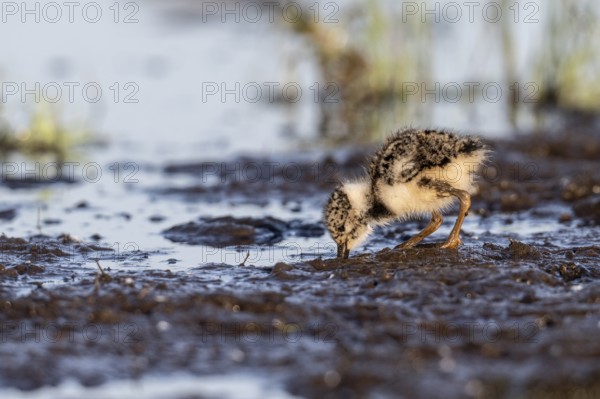 Young lapwing (Vanellus vanellus), Lower Saxony, Germany, Europe