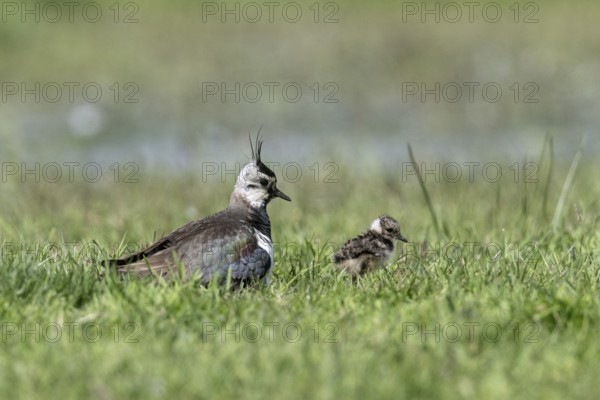 Lapwing (Vanellus vanellus) with young, Lower Saxony, Germany, Europe