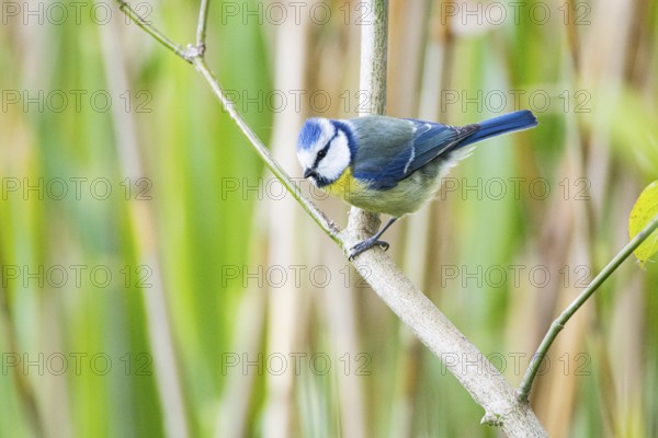 Blue Tit (Parus Caeruleus) Germany