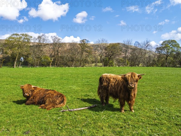 Highland Cattle from a drone, Scottish breed of rustic cattle, Highland, Scotland, UK