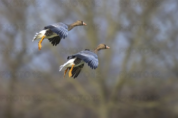 Greater White-fronted Goose (Anser albifrons) flying, North Rhine-Westphalia, Germany, Europe