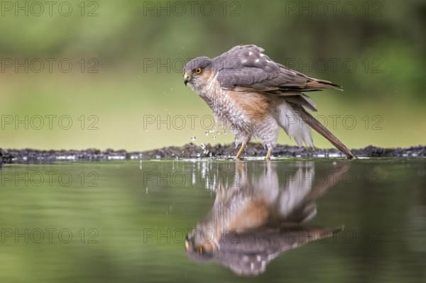 Eurasian Sparrowhawk (Accipiter nisus) male at waterhole, Hungary, Europe