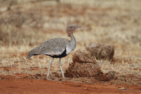 Buff-crested Bustard (Lophotis gindiana), Samburu, Kenya, Africa
